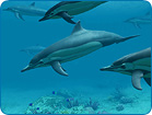 Dolphins