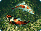 Koi Fish
