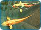 Koi Pond